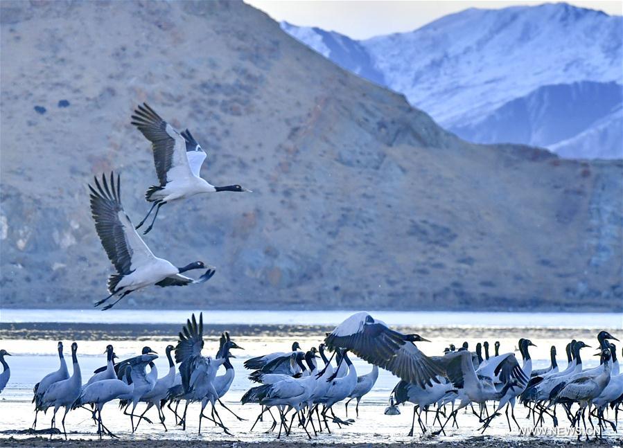 CHINA-LHASA-ECOLOGICAL PROTECTION-CRANES (CN)