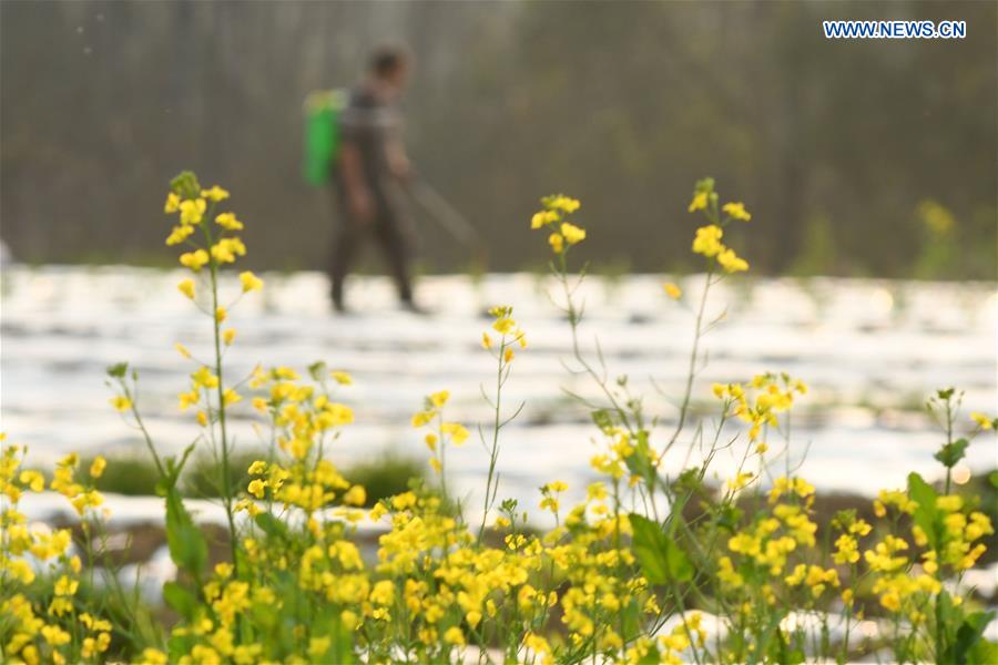 #CHINA-HUNAN-SPRING PLOUGHING(CN)