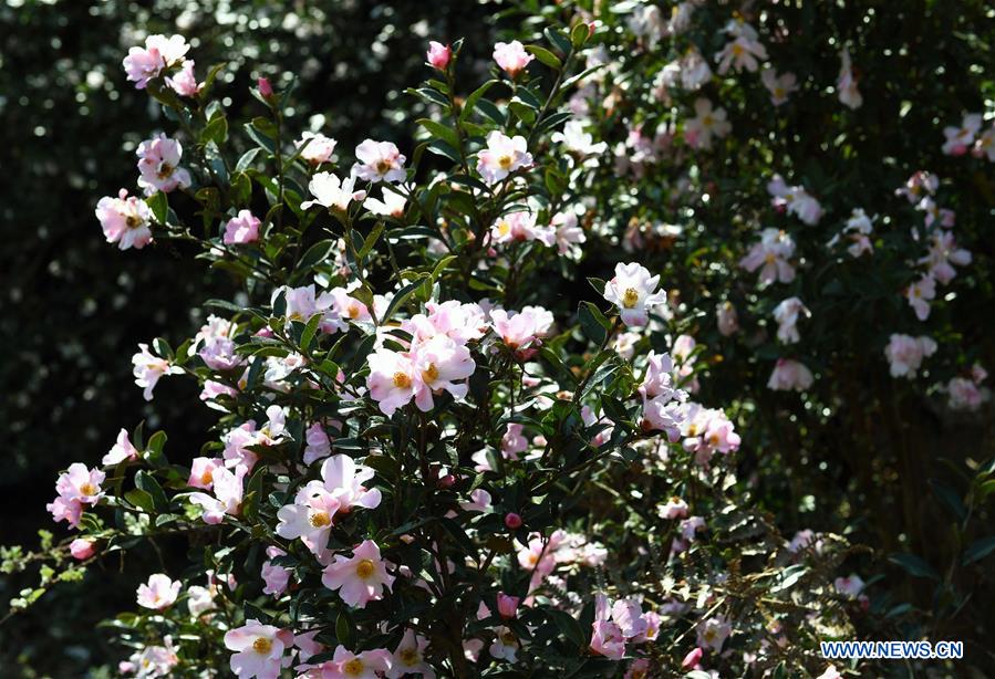 CHINA-YUNNAN-SPRING-FLOWERS (CN)