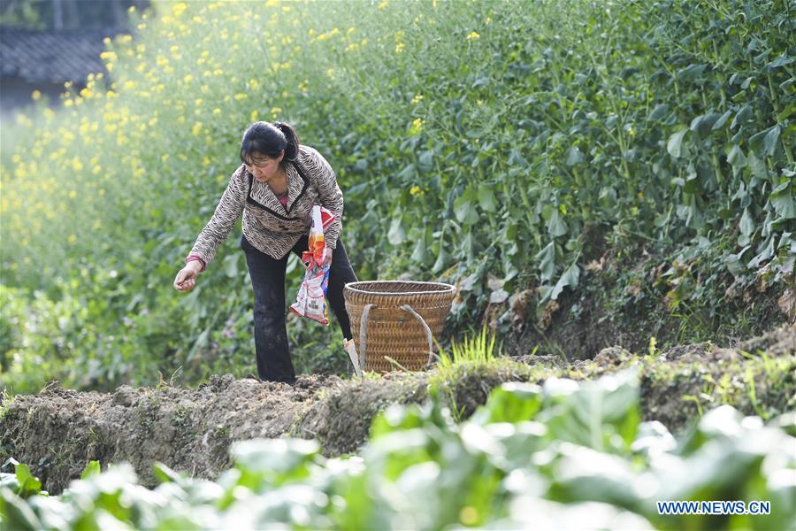 CHINA-CHONGQING-SPRING-FARMING (CN)