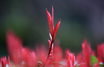 In pic: spring leaves in Bijie, southwest China's Guizhou