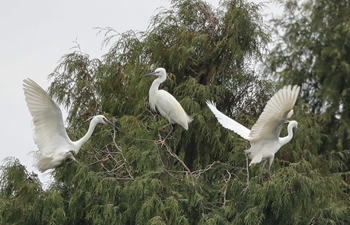 Egrets fly over trees in SW China's Guizhou