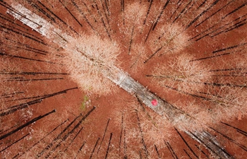 Scenery of forest after snow in Huaian, east China's Jiangsu