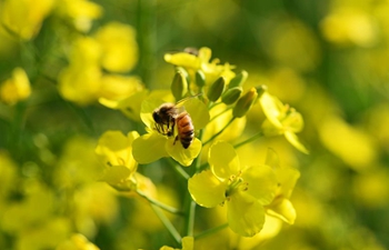 Scenery of cole flowers in southwest China's Yunnan