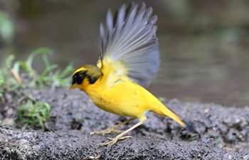 Birds on Gaoligong Mountain attract tourists