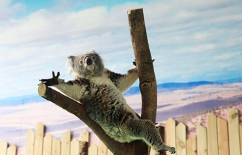 Koala meets public at Hongshan Forest Zoo in east China