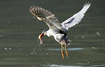 Night heron catches fish at Xihu Park in Fuzhou, China's Fujian