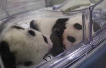 In pics: giant pandas at Pairi Daiza zoo in Belgium