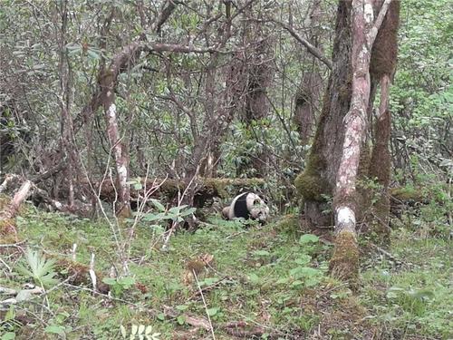 黄龙现野生大熊猫工作人员首次近距离实地拍摄