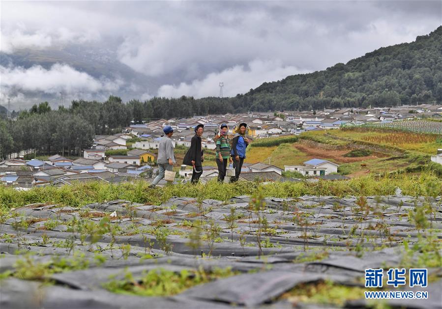 （新华全媒头条·决战决胜脱贫攻坚·督战未摘帽贫困县·图文互动）（5）苦荞花开大凉山——四川7个未摘帽县脱贫攻坚一线观察