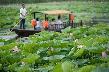 铁岭：湿地荷花美