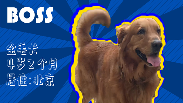 有效拴绳&科学遛狗——如何文明养犬？“捡屎官”们快看过来！