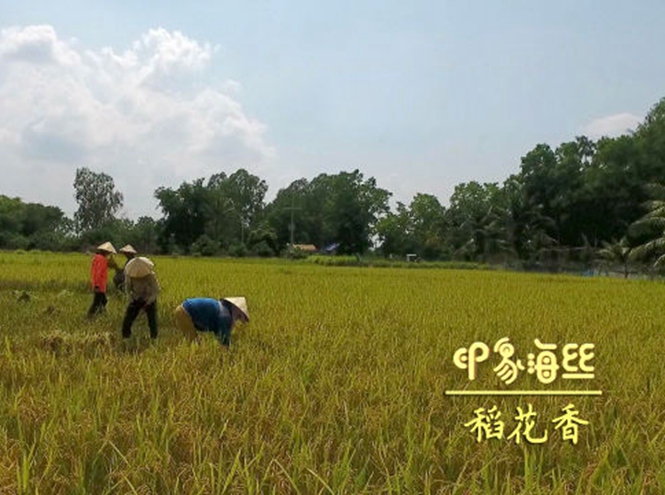 《印象海丝》|第五集：稻花香