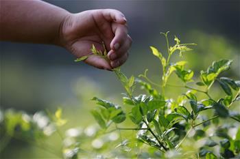 湖南张家界：“长寿藤茶”秋茶采摘忙